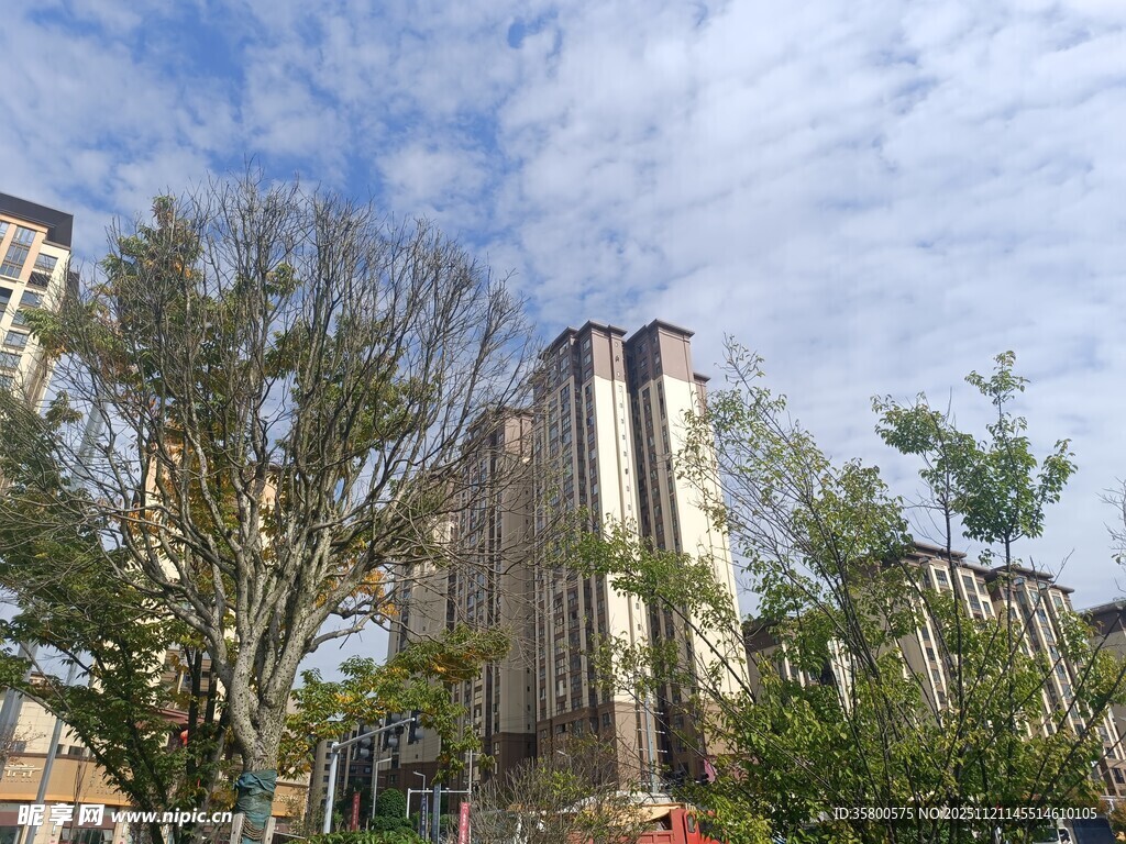 城市中残损建筑与树木