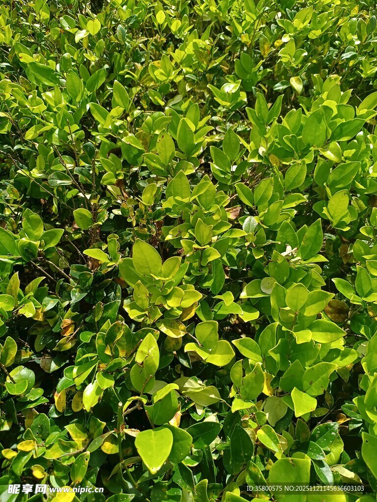 翠绿繁茂的植物叶片景观