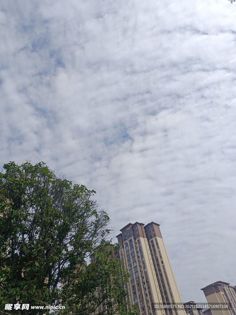 高楼旁绿树映衬的天空