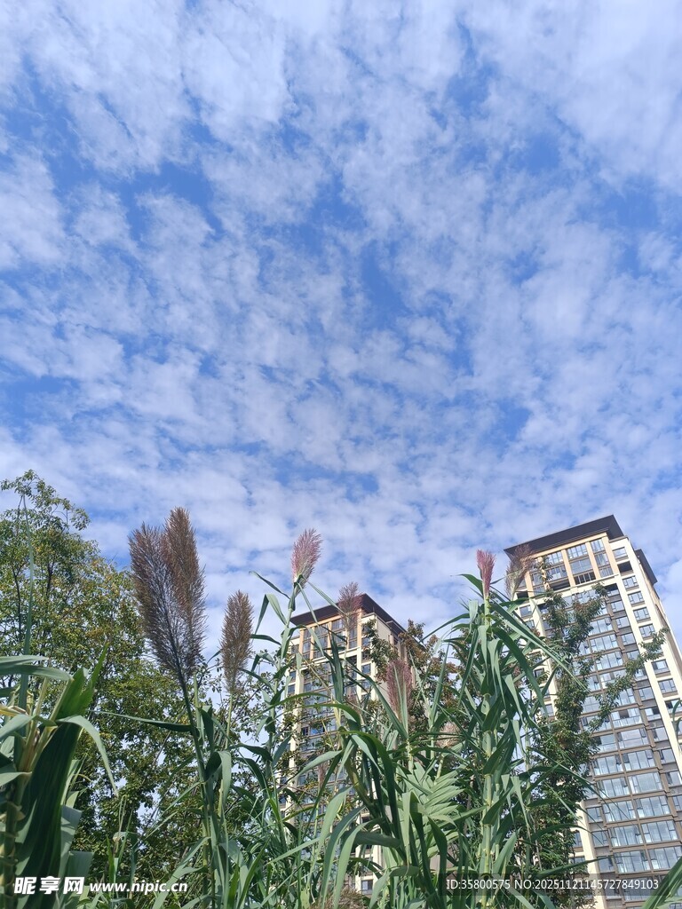 蓝天白云下的城市绿植景观