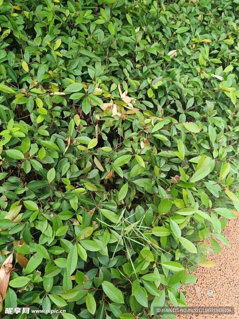 翠绿繁茂的绿植景观