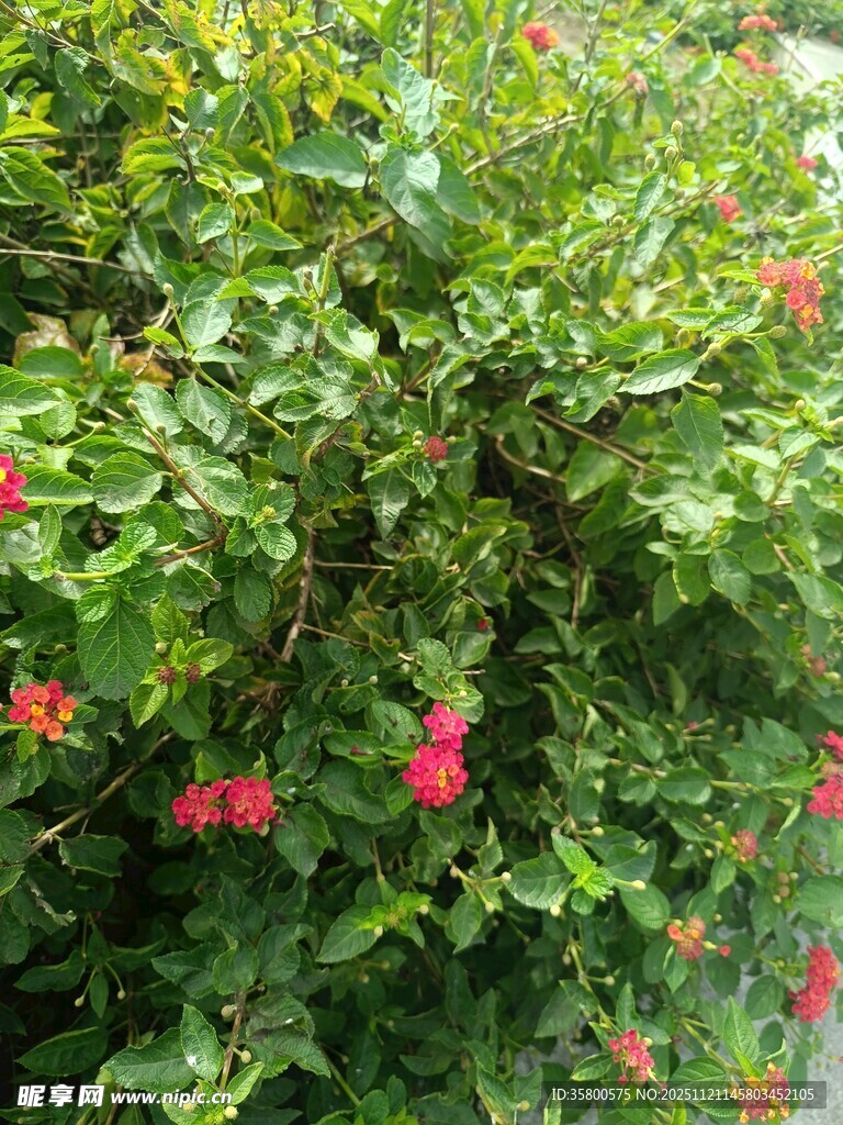 绿叶丛中绽放的娇艳红花