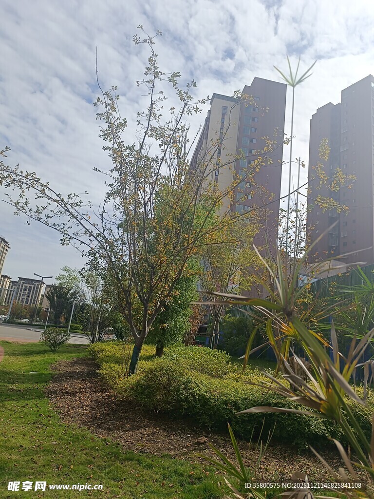 城市中的绿植与高楼景观