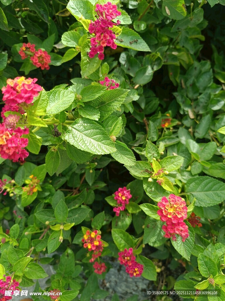 鲜艳多彩的簇生花卉