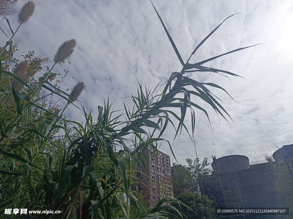 阳光下的挺拔芦苇