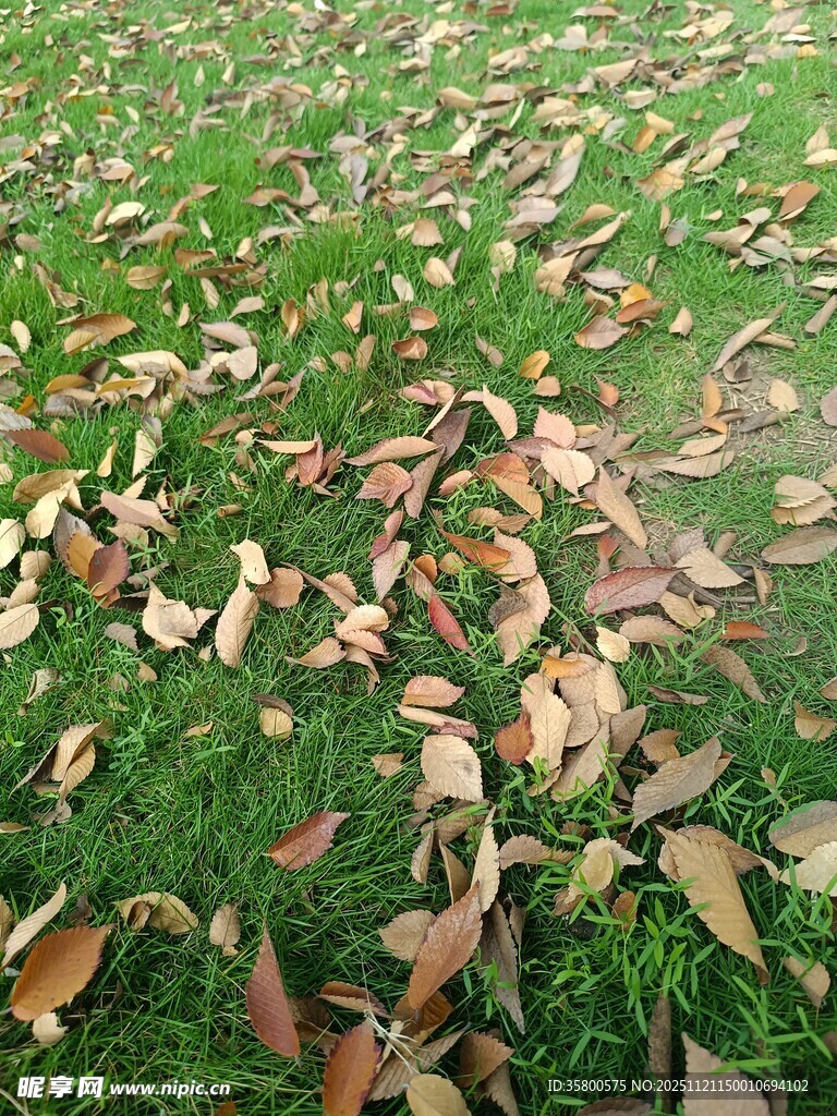 草地落叶景象