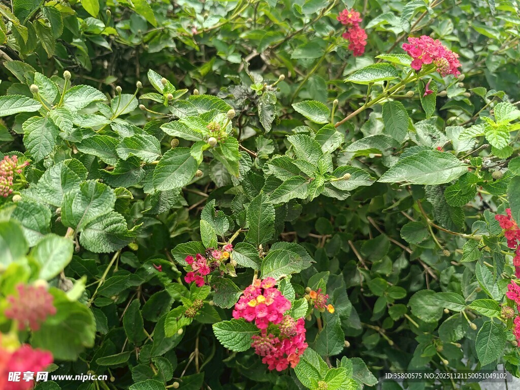 绿叶间的艳丽红花