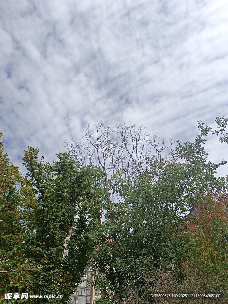 阴天树林间的静谧景象