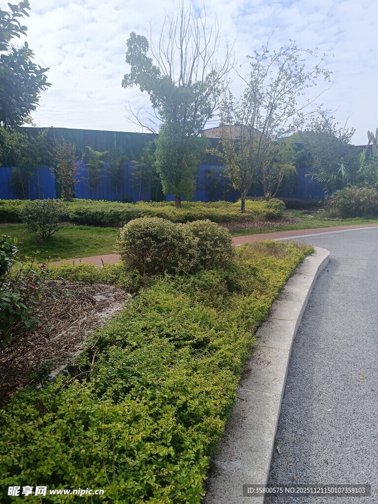 路边绿植景观