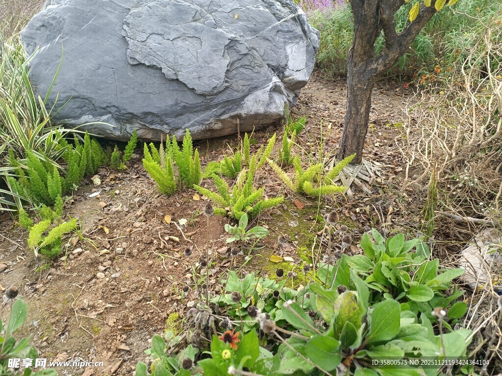 岩石旁的多样绿色植物