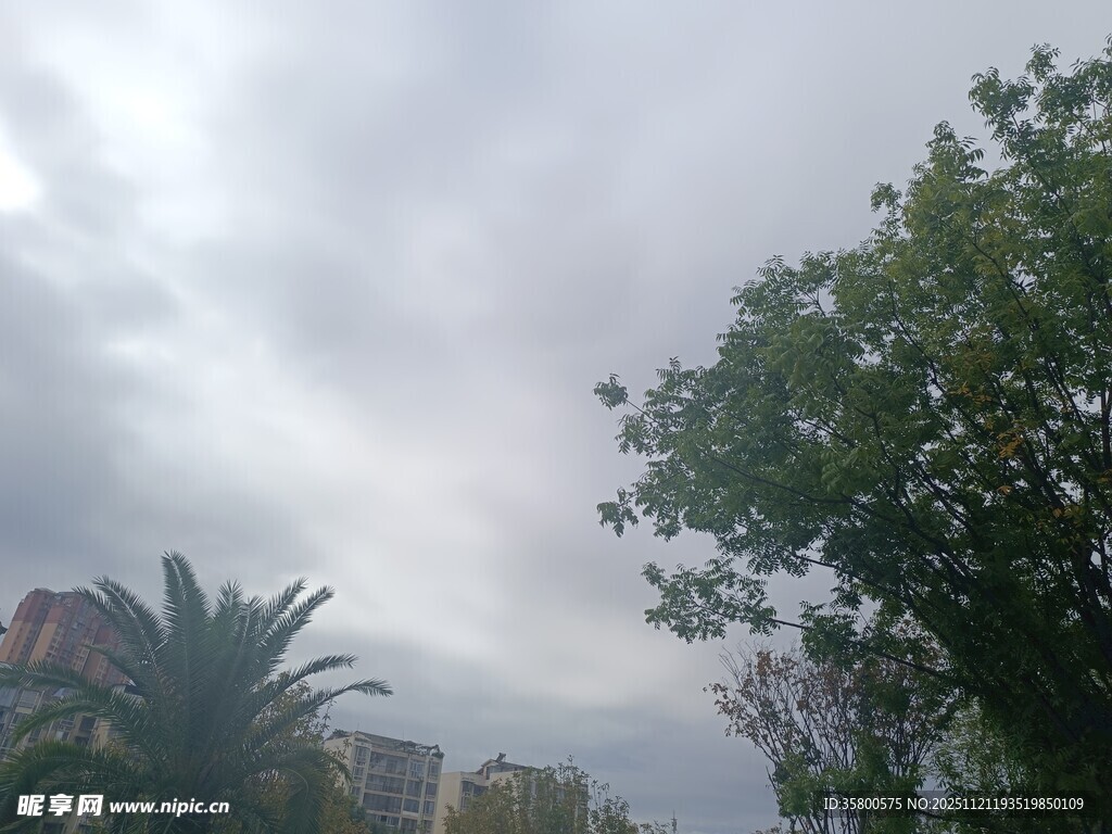 阴天时的绿树与远处建筑