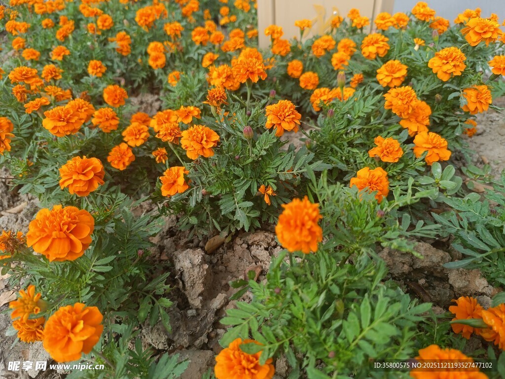 盛开的橙色万寿菊