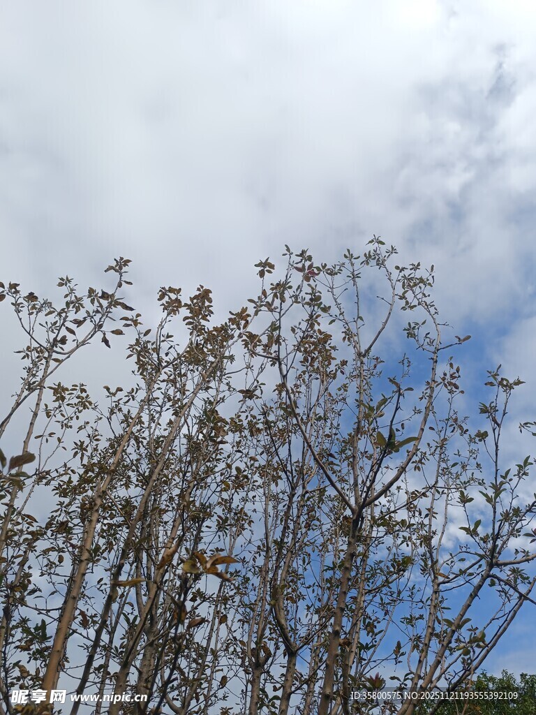 蓝天映衬下的繁茂植物