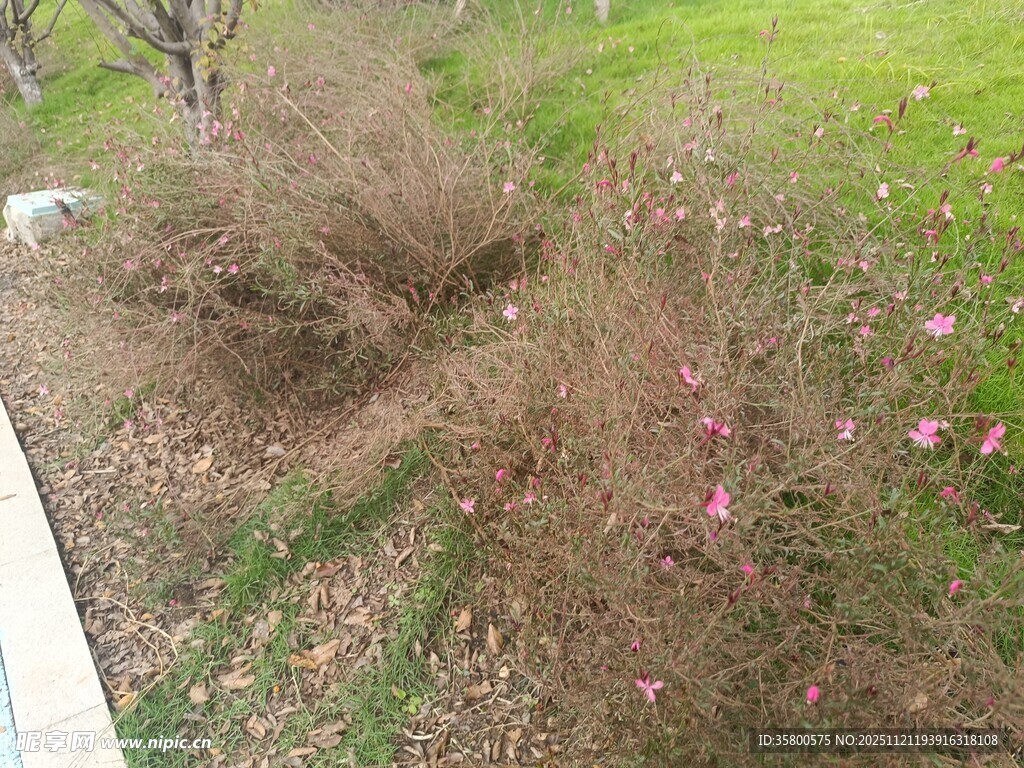 路边枯萎灌木丛景象