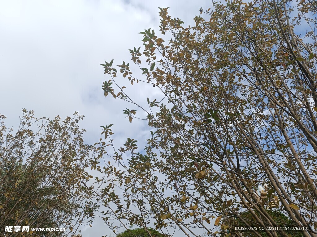 仰视茂密枝叶的天空