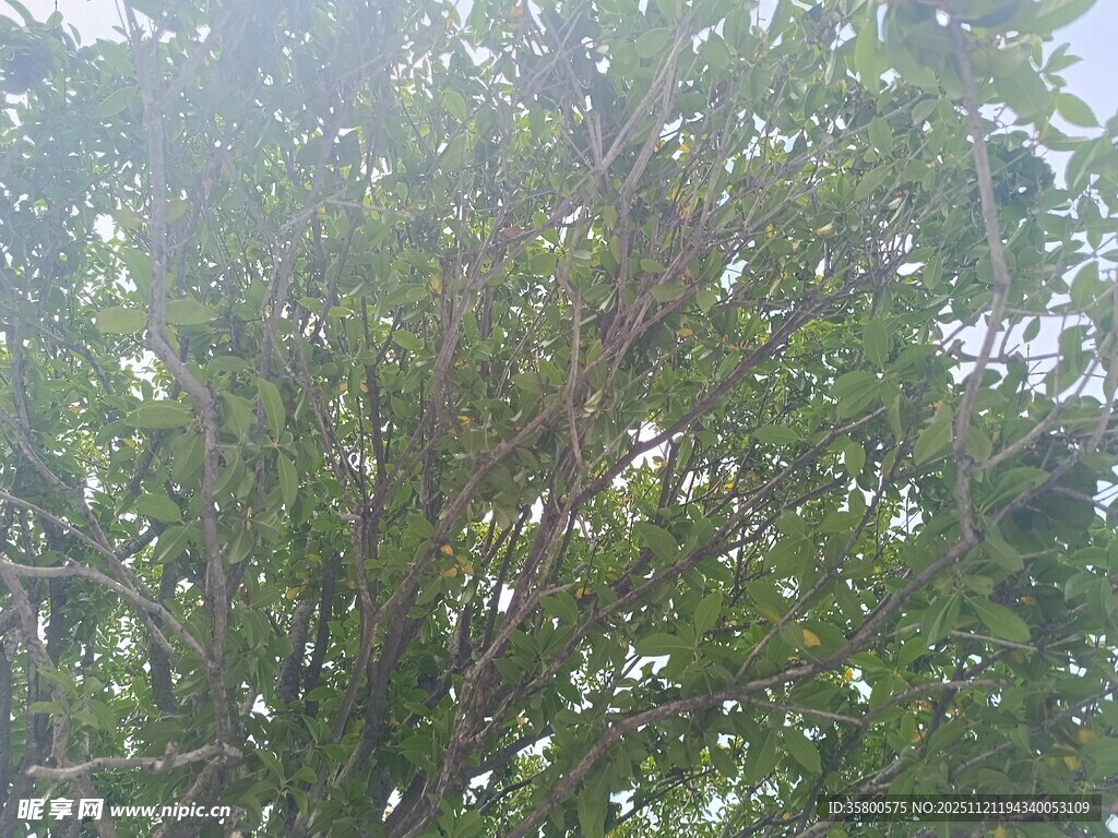 茂密树冠下的繁茂枝叶