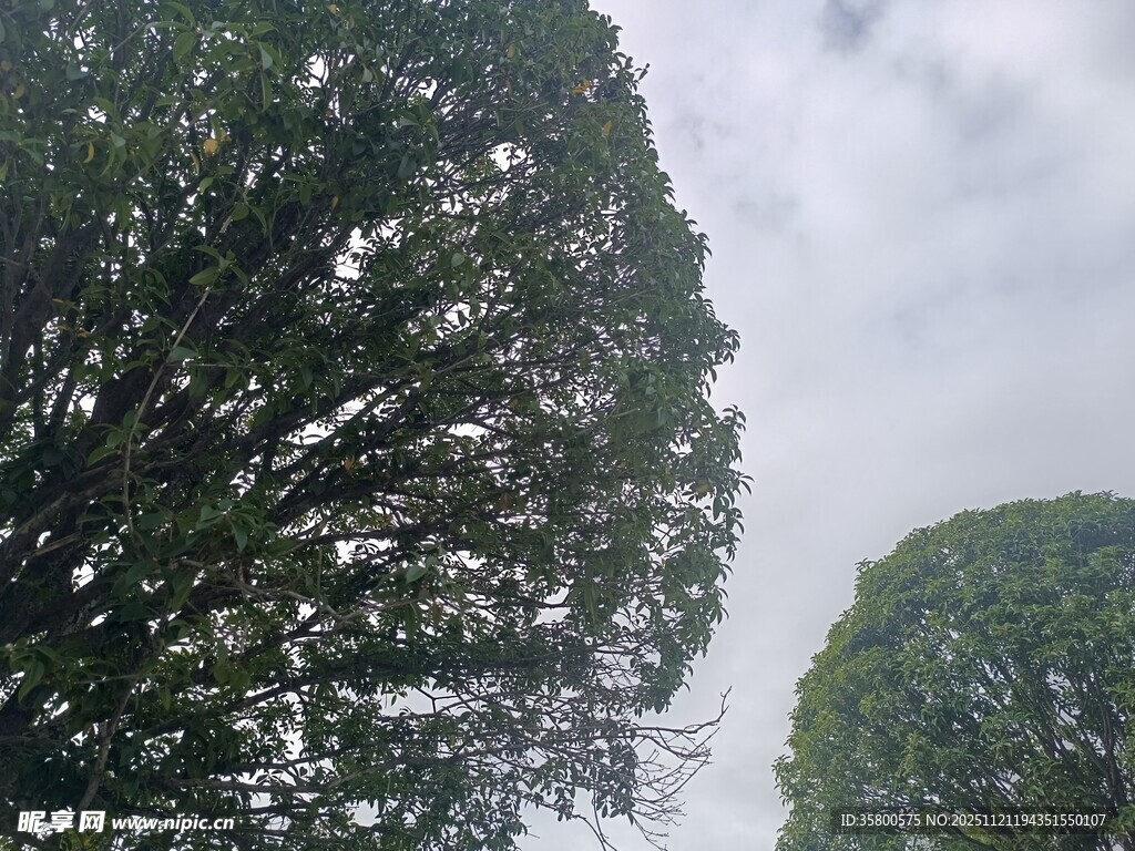 茂密绿树与朦胧天空