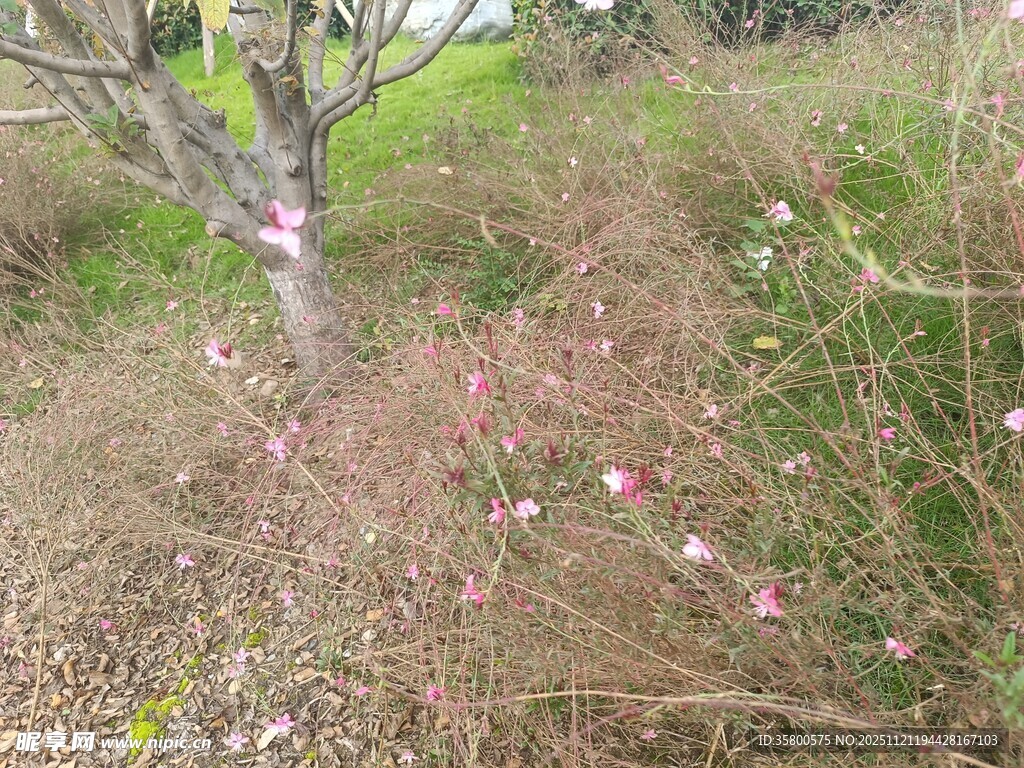 春日繁花盛开的野外景象