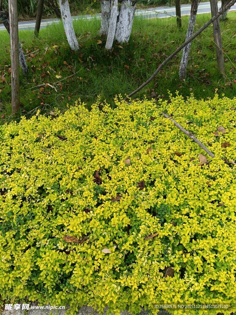 金黄繁茂的低矮灌木丛