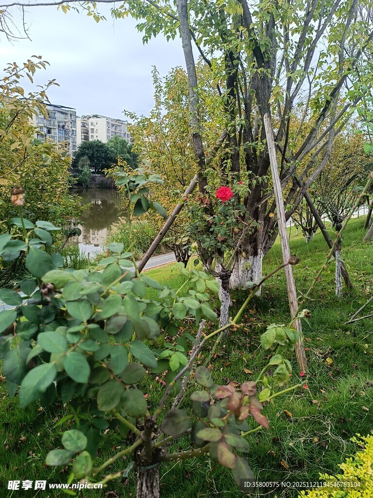 花园中搭架的绿植与红花