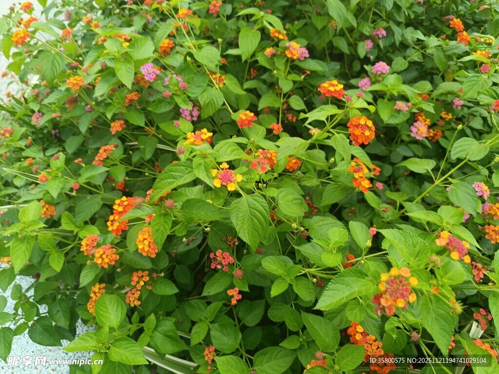 绿叶间的橙色小花