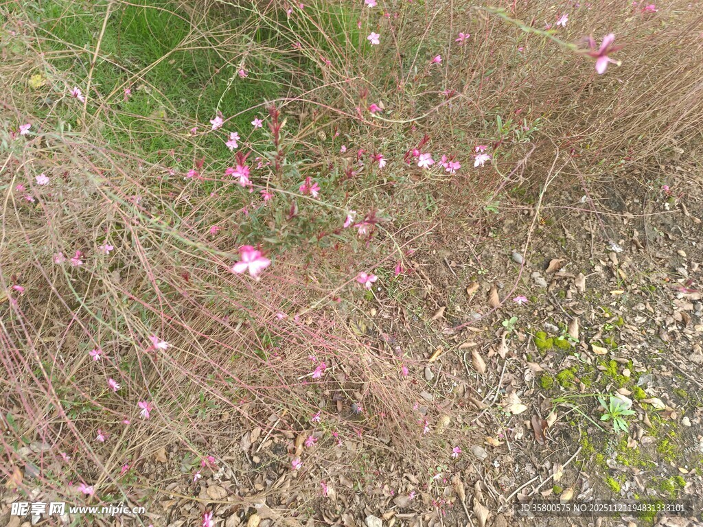 粉色小花点缀的荒野草丛