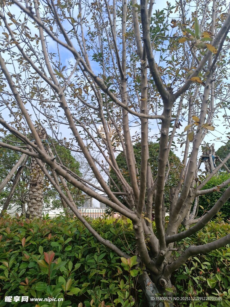 光秃树木与背景绿植景观