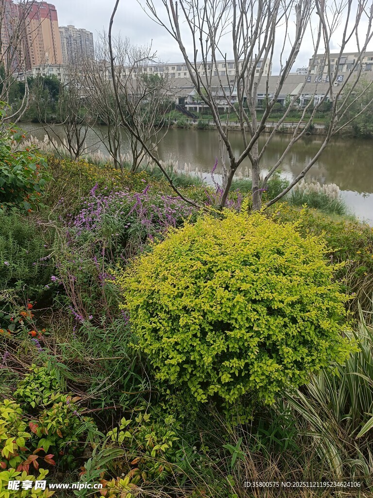 河畔绿植景观