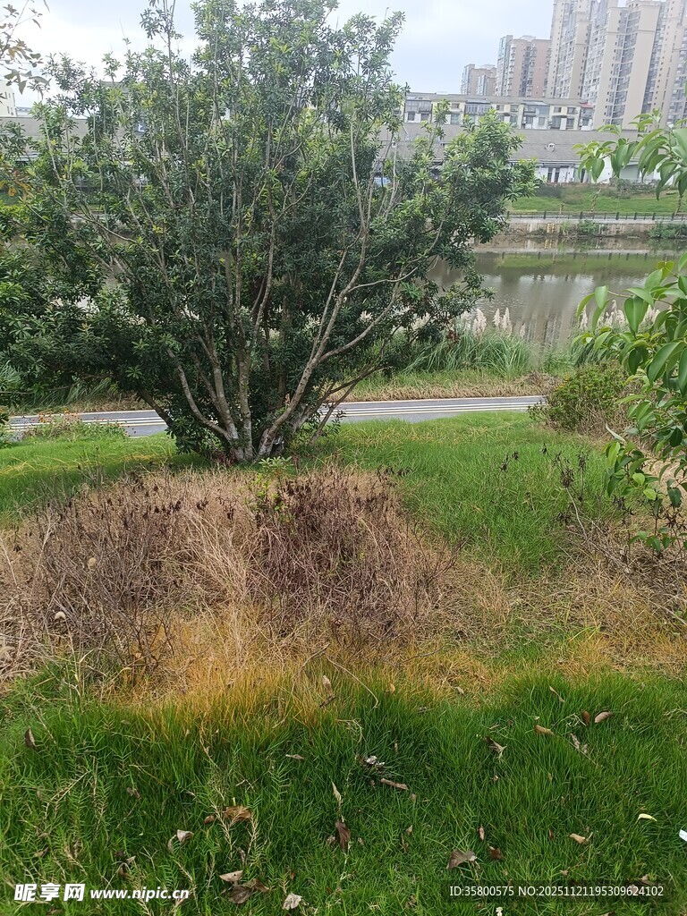 园林中灌木旁的土堆景观