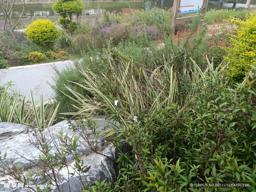 户外绿植景观一角