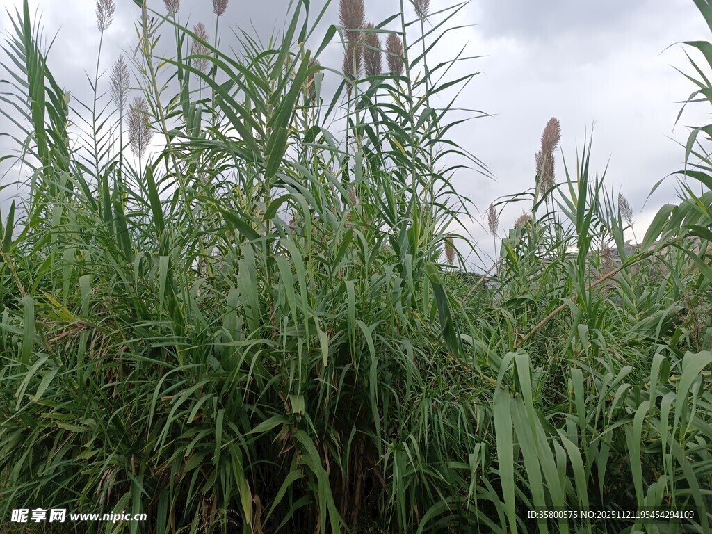 野外茂盛的绿色芦苇丛
