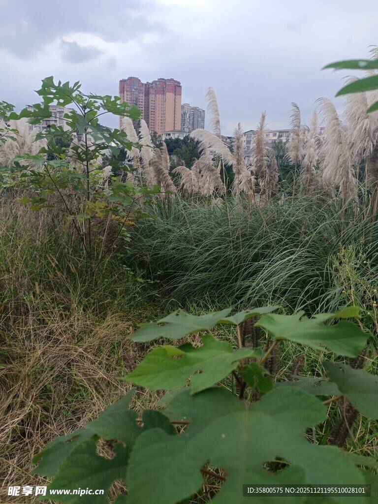 荒废之地的杂草与远处建筑