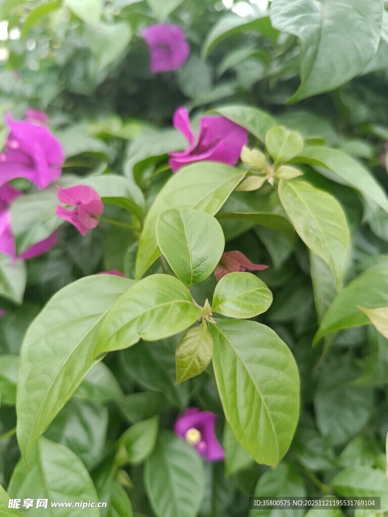 绿叶丛中的艳丽三角梅