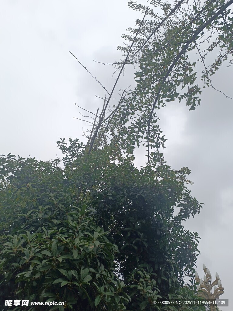 高耸树木与繁茂枝叶