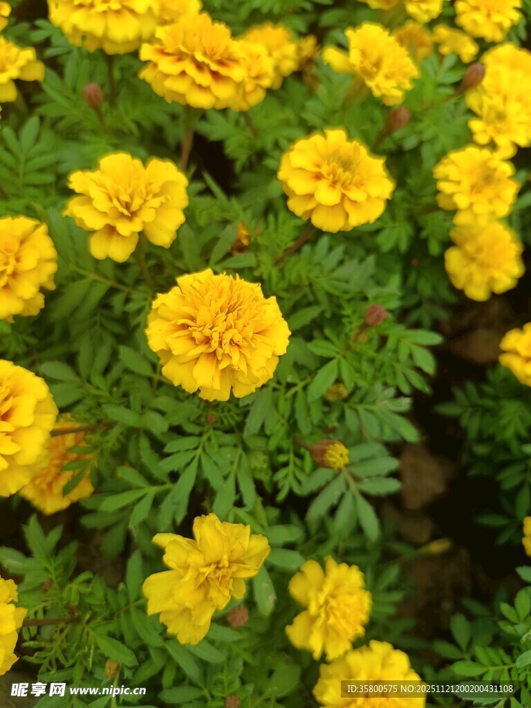 盛开的黄色万寿菊