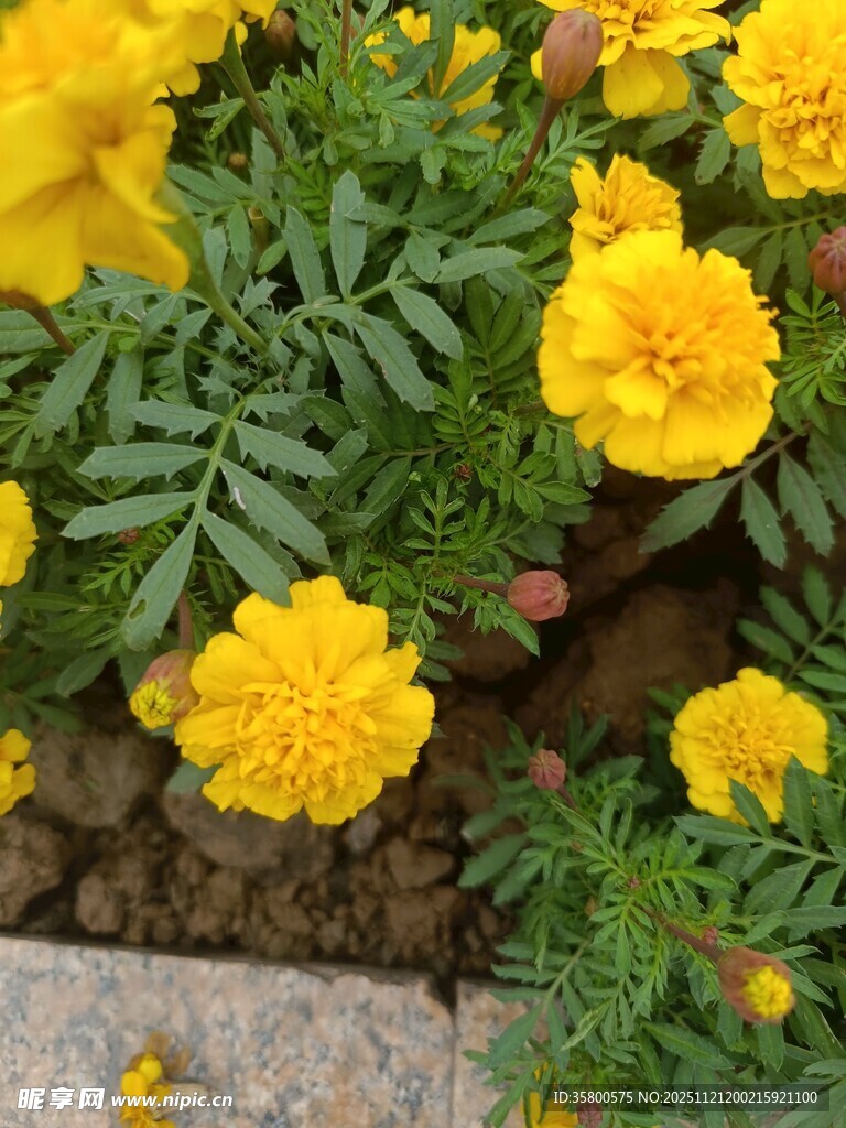 明艳黄色万寿菊绽放