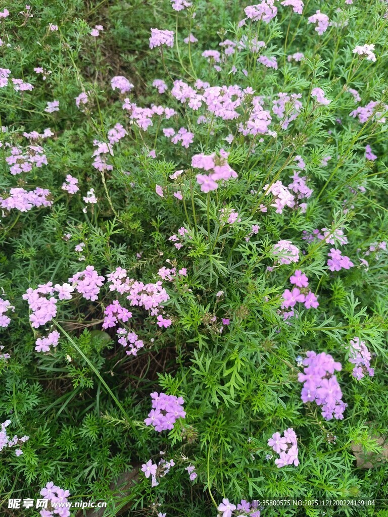 粉色小花绽放于绿丛中