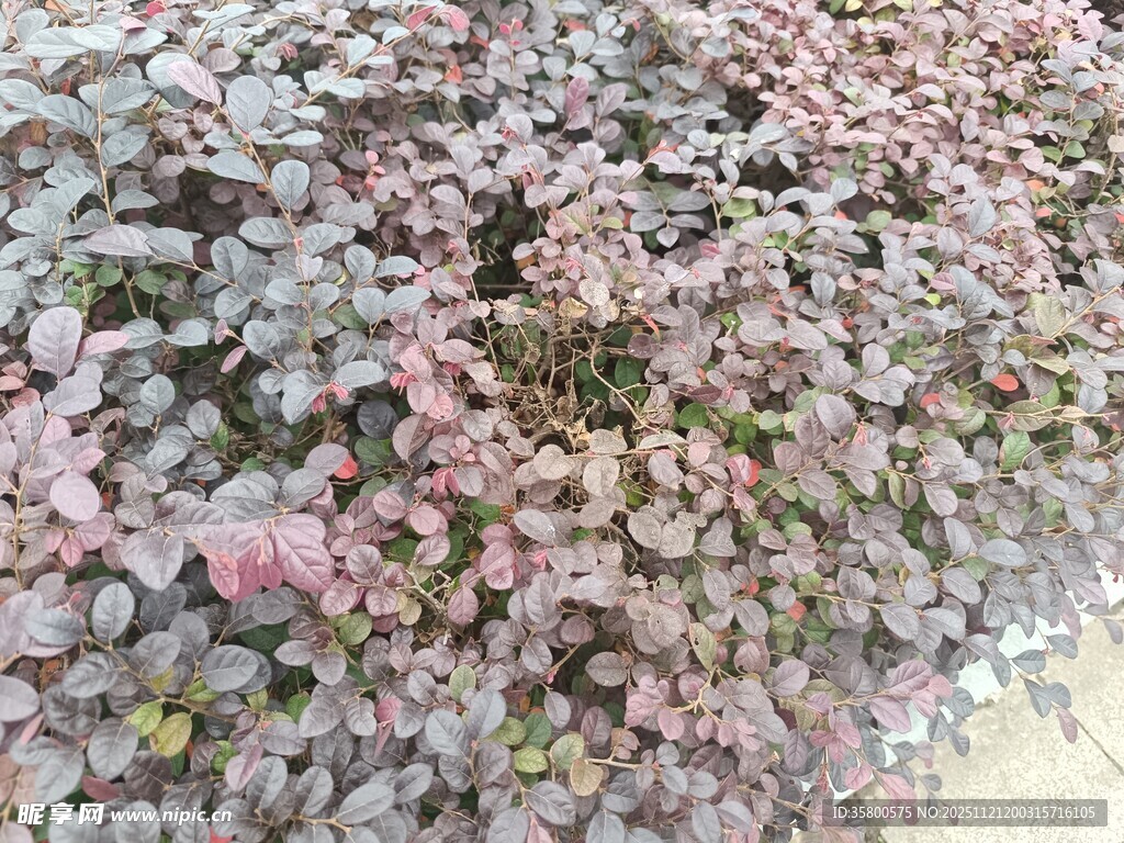 繁花似锦的植物景观