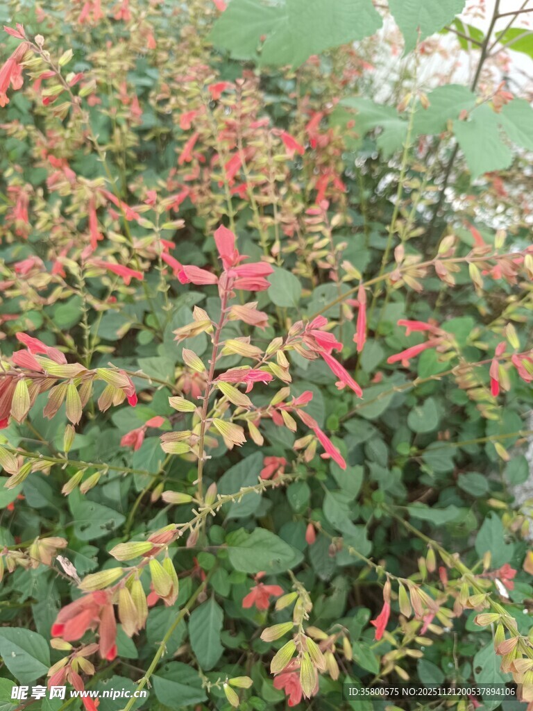 多彩斑斓的红叶植物