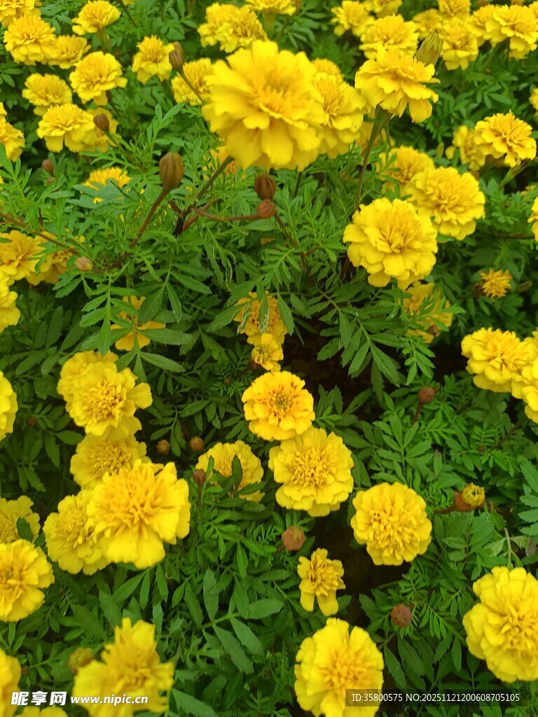 金黄万寿菊绽放的美丽