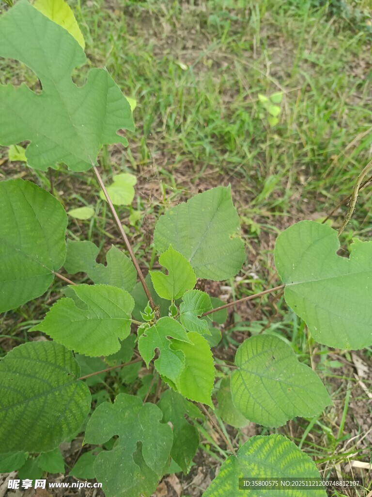 田野中的嫩绿植物