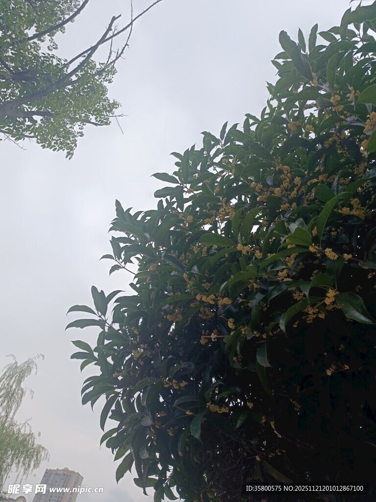 雾中枝叶朦胧景象