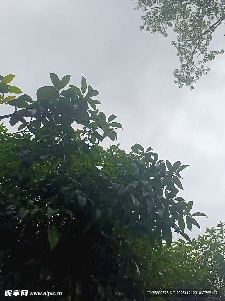 繁茂绿树与阴沉天空