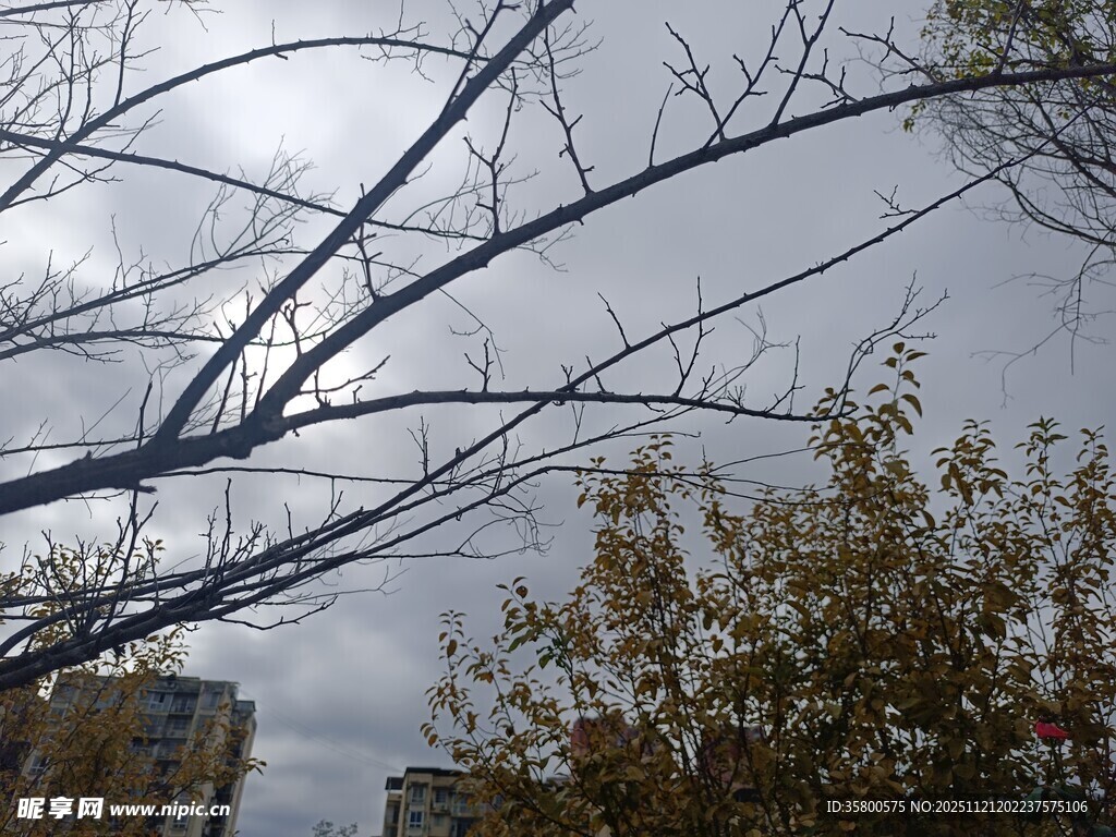 冬日树枝与天空景象