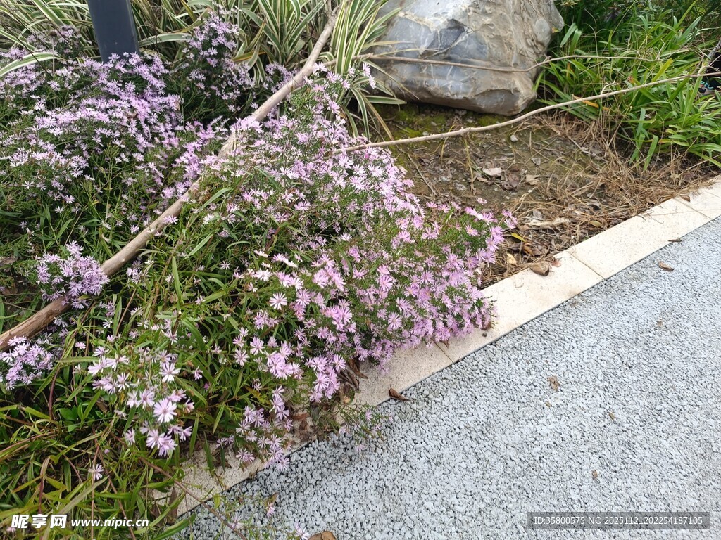 路边绽放的紫色小花