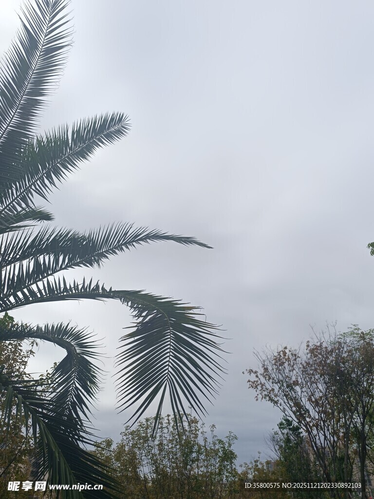户外棕榈树与其他植物景观