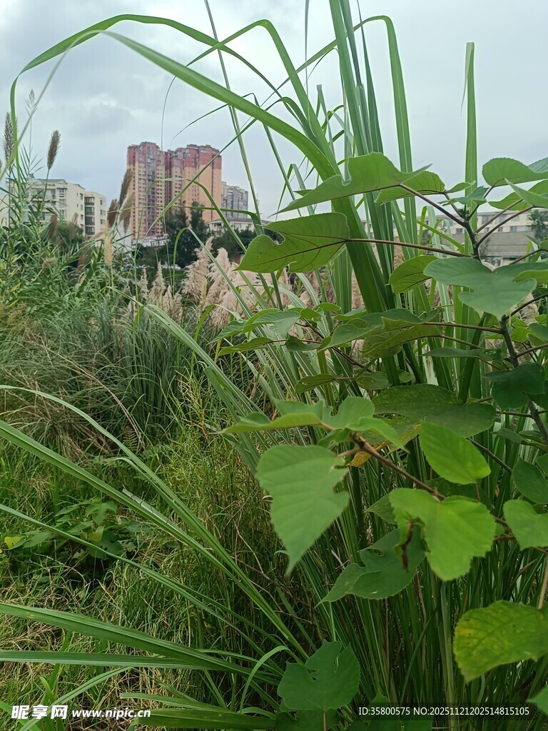 城市边的绿植景观