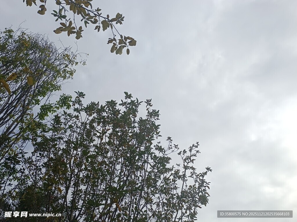 仰视天空下的繁茂树木