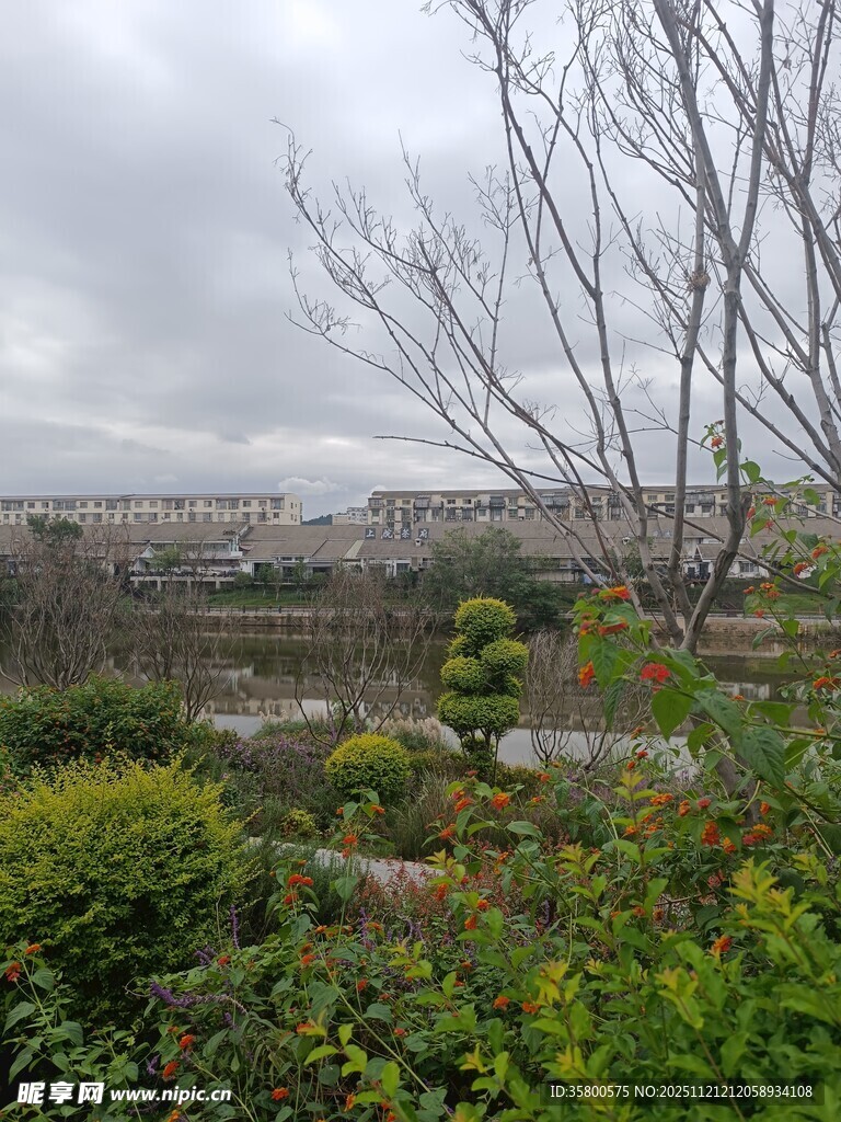 阴天郊外的绿植与光秃树枝