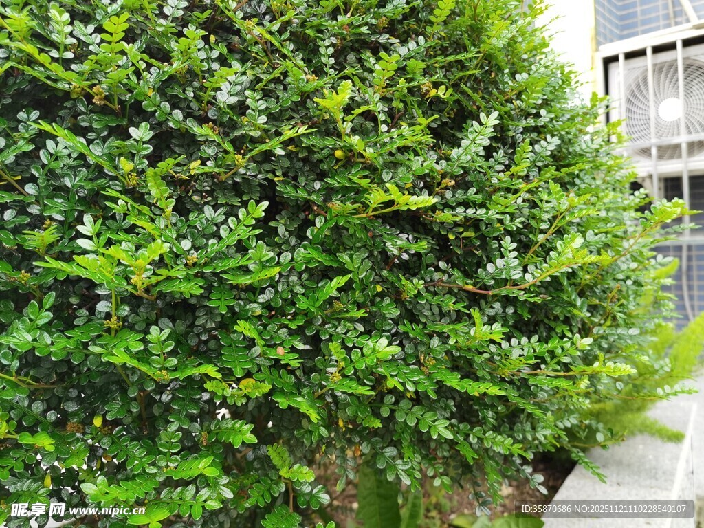 翠绿繁茂的路边灌木丛